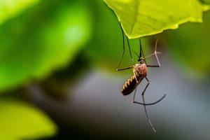 Lire la suite à propos de l’article Les Éboulements veulent s’attaquer aux moustiques