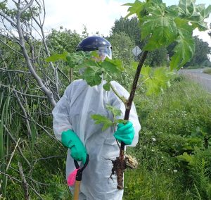 Lire la suite à propos de l’article Communiqué – Éradication des espèces exotiques envahissantes à L’Isle-aux-Coudres