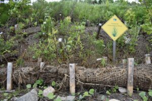 Lire la suite à propos de l’article Étude de cas : la berge du marais de l’Anse-Saint-Jean
